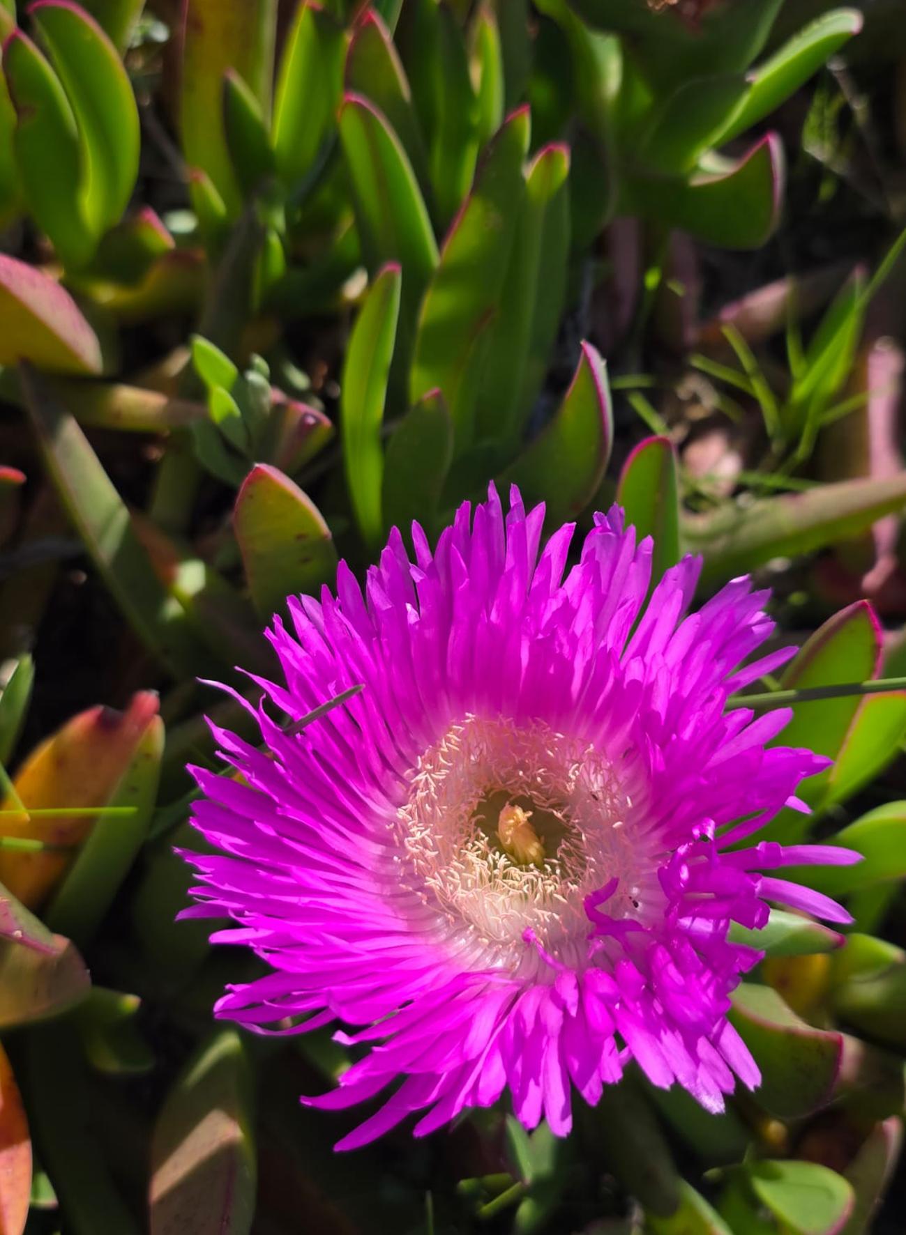 corse_du_sud_Appartement_35